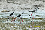 Blach necked Stilt