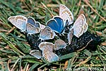 Blau Schmetterling