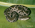 Bothrops asper