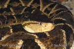 Bothrops asper