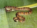 Bothrops atrox