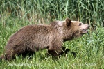 Braunbär