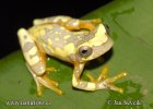 Bromelien-Laubfrosch