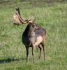 Damhirsch