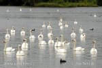 Der Höckerschwan