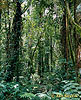 Der tropische regene Wald