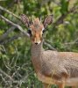 Dikdik