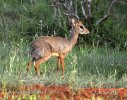 Dikdik