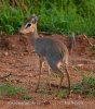 Dikdik