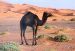 Dromedar, Einhöckriges, Arabisches Kamel