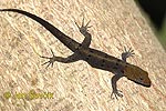 Gecko de Cabeza Amarilla