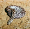 Gefleckte Sand Boa