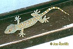Gekko gecko