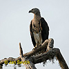 Graukopf Seeadler