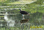 Graukopf Seeadler