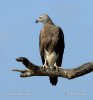 Graukopf Seeadler