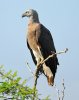 Graukopf Seeadler