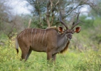 Grosser Kudu