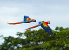 Guacamayo Roja