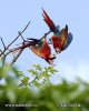 Guacamayo Roja