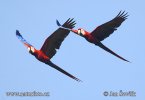 Guacamayo Roja