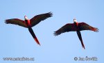 Guacamayo Roja