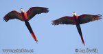 Guacamayo Roja