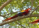 Guacamayo Roja