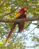 Guacamayo Roja