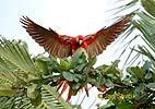 Guacamayo Roja