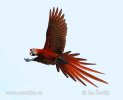 Guacamayo Roja