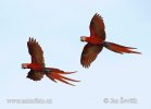 Guacamayo Roja