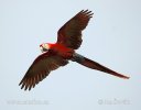 Guacamayo Roja