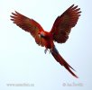 Guacamayo Roja