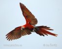 Guacamayo Roja