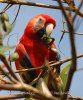 Guacamayo Roja