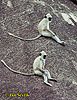 Hanumanlangur