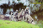 Hanumanlangur