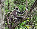 Hanumanlangur