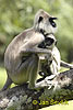 Hanumanlangur