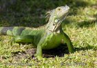 Iguana