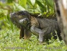 Iguana