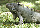 Iguana