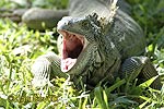 Iguana