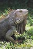 Iguana