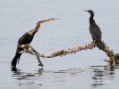 Indien-Schlangenhalsvogel