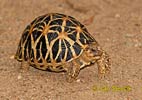 Indische Sternschildkrote