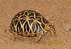 Indische Sternschildkrote