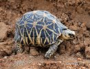 Indische Sternschildkrote