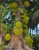 Jackfruchtbaum